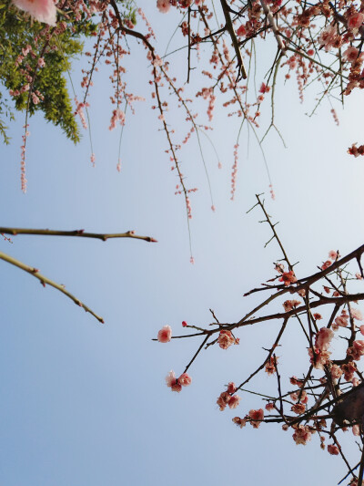 阳光明媚，有花香和你。