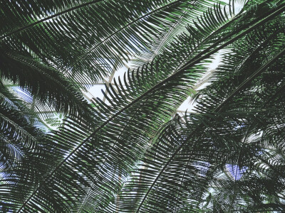 上海辰山植物园热带花果馆，超爱的篦齿苏铁海红豆和空气凤梨