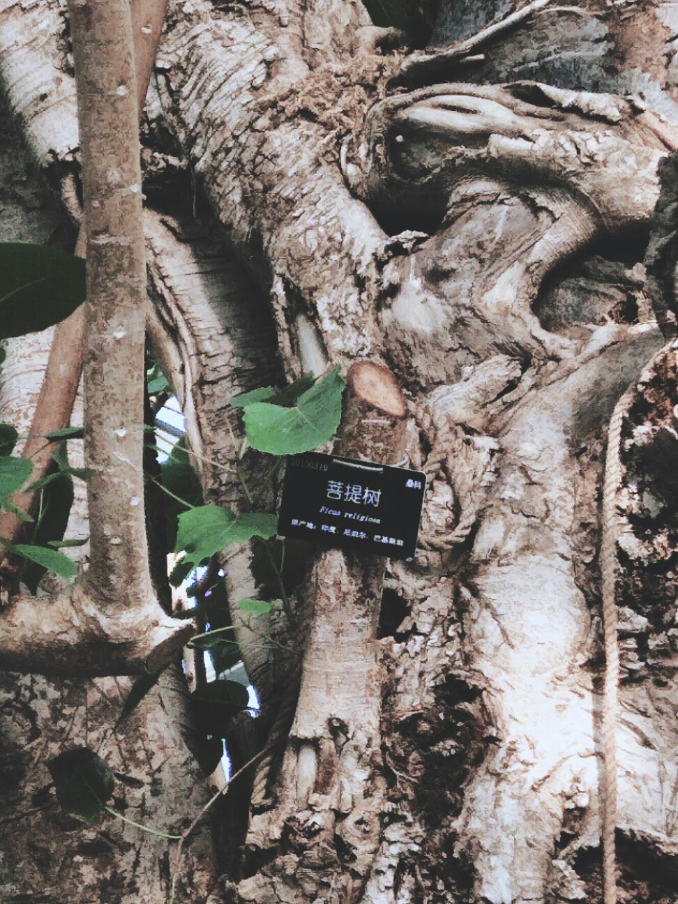 上海辰山植物园热带花果馆，超爱的篦齿苏铁海红豆和空气凤梨