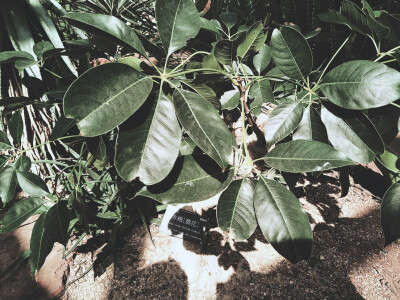 上海辰山植物园沙生植物馆