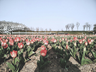 上海辰山植物园，郁金香环，樱花园，玉兰园