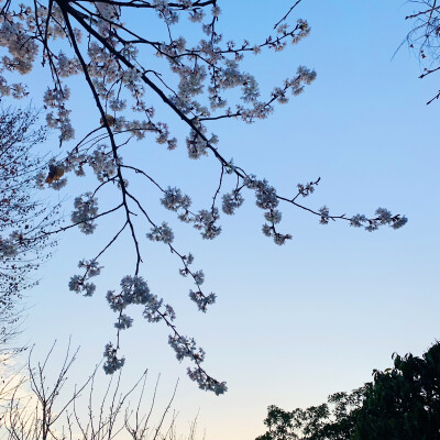 樱花季。