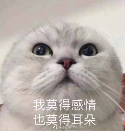 猫咪表情包