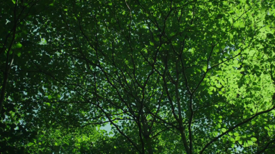 ( ˶‾᷄࿀‾᷅˵ )