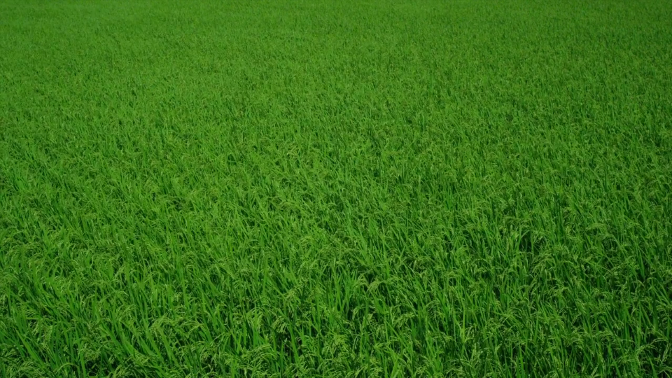 ( ˶‾᷄࿀‾᷅˵ )