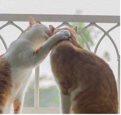 猫趁对方不注意，凑上去就猛亲一口，这胆量我服气