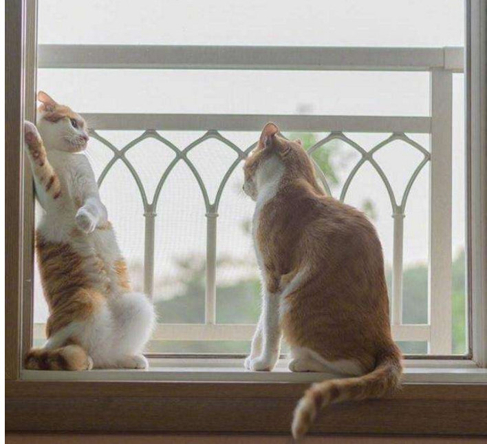 猫趁对方不注意，凑上去就猛亲一口，这胆量我服气