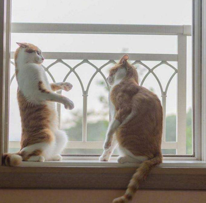 猫趁对方不注意，凑上去就猛亲一口，这胆量我服气