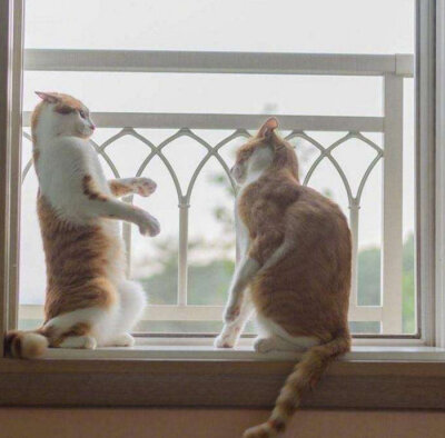 猫趁对方不注意，凑上去就猛亲一口，这胆量我服气