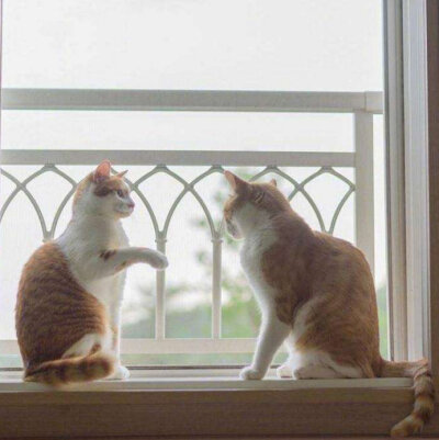 猫趁对方不注意，凑上去就猛亲一口，这胆量我服气