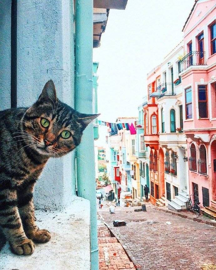 旅行中的猫