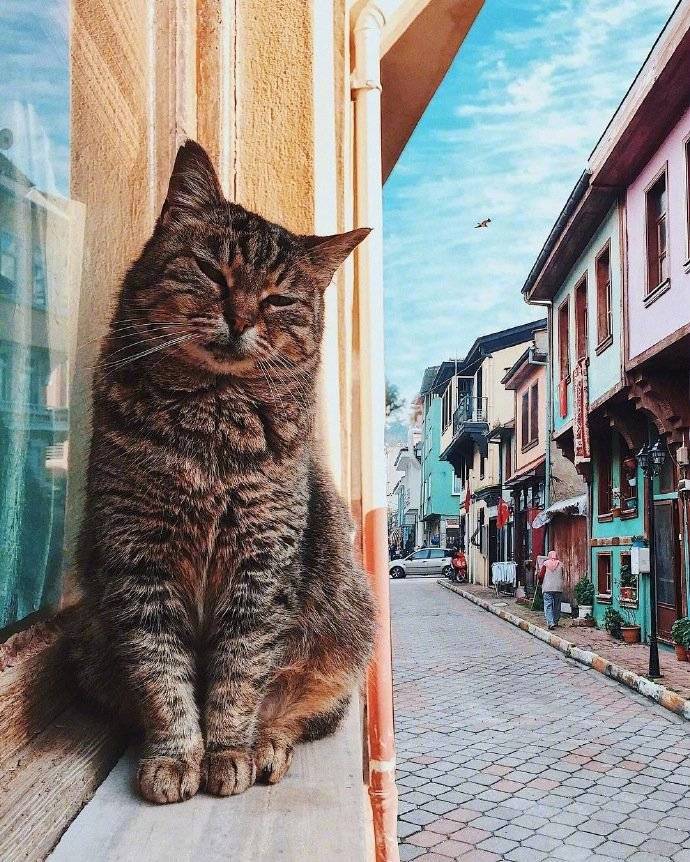 旅行中的猫