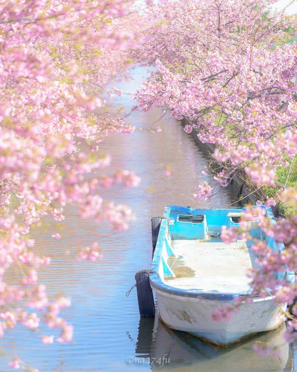 笠松河津桜ロード 美得不像话