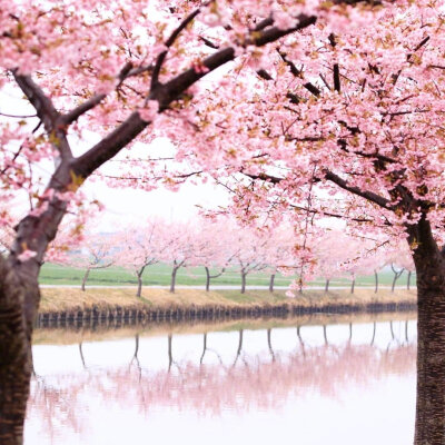 笠松河津桜ロード 美得不像话