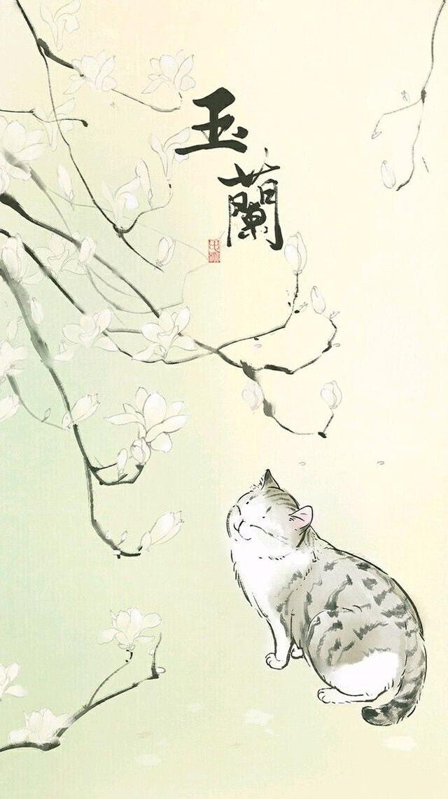 猫
壁纸