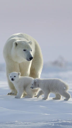 手机壁纸 北极熊