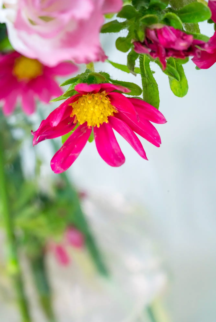 花开半夏琉璃殇，雨落倾城夏未凉。寂寞帘笼空笔赋，泪湿经纶难如梦。
