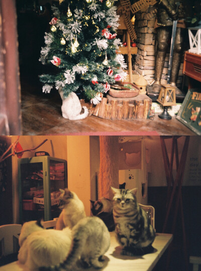 圣诞树下面长了一只猫猫你发现了吗