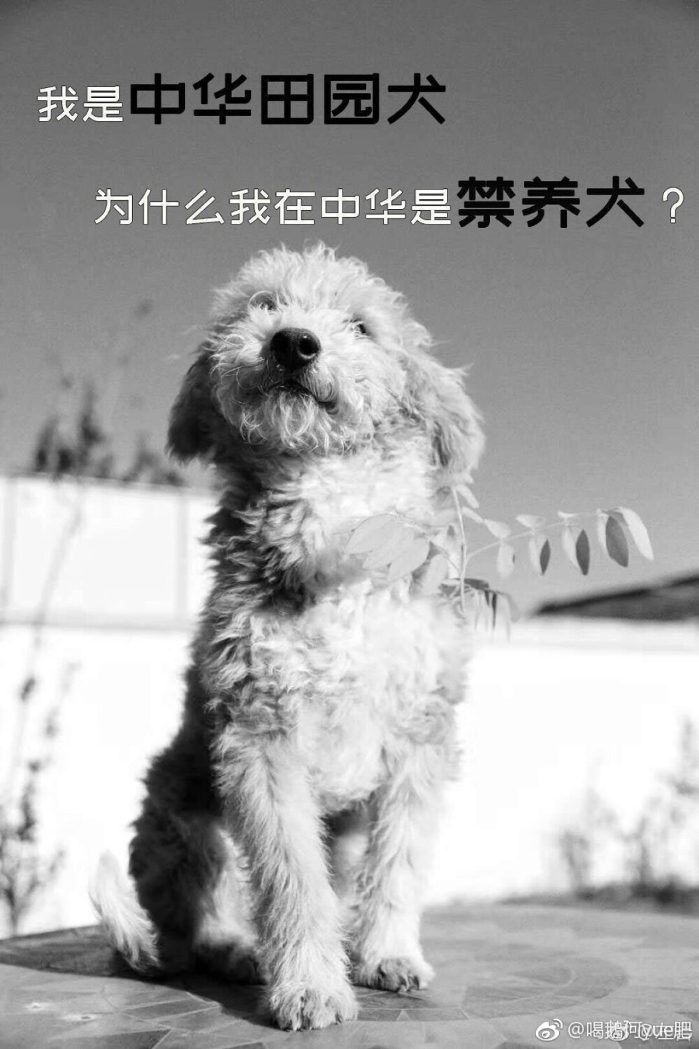 中华田园犬