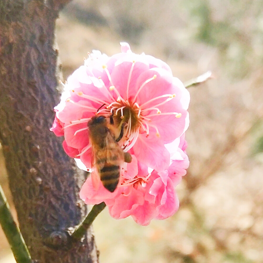 花花