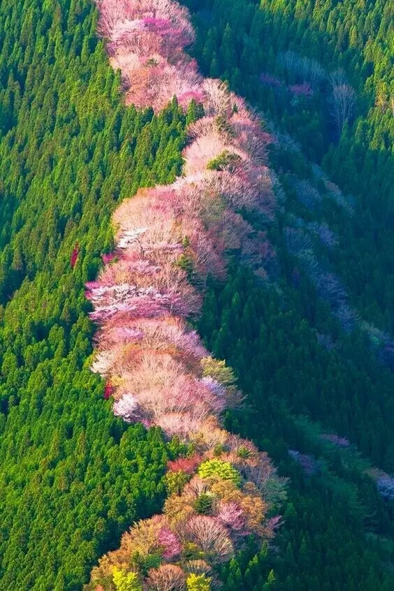 摄影欣赏 风景 花