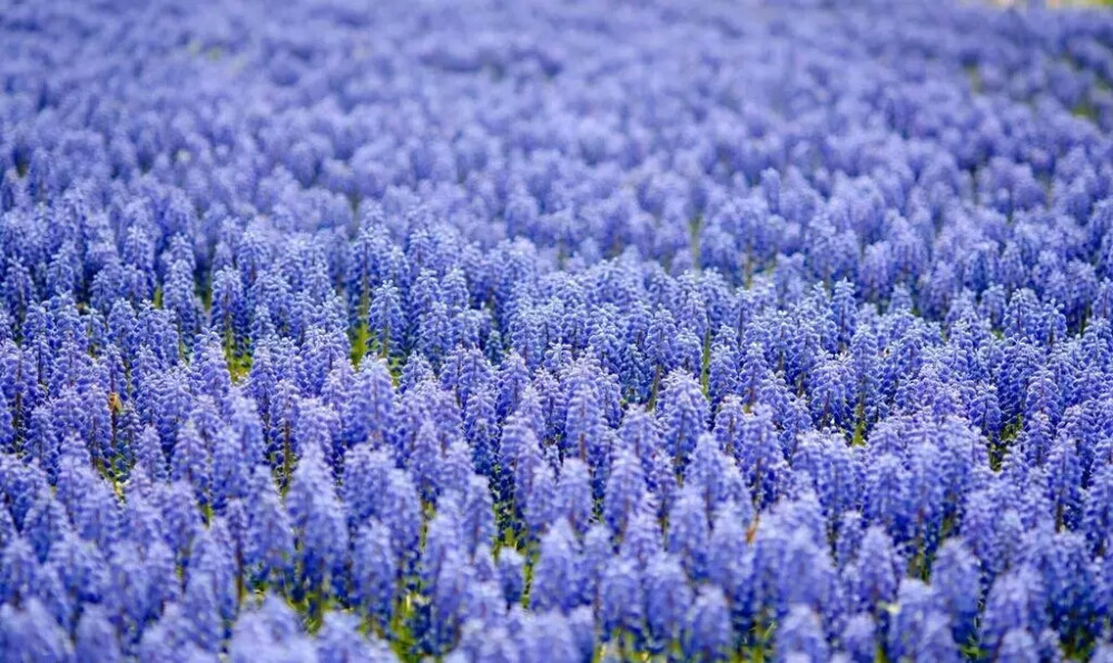 摄影欣赏 风景 鲜花