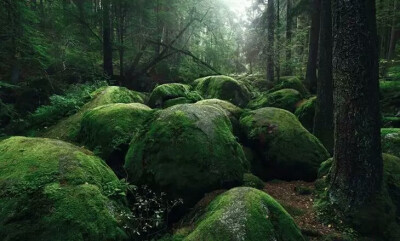 摄影欣赏 森林风景