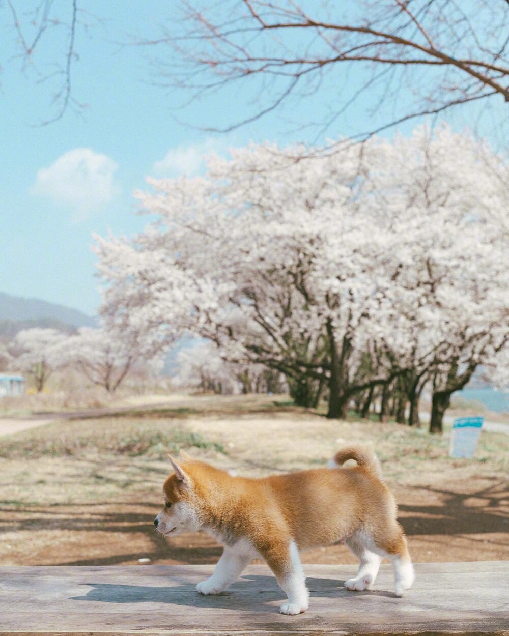 小柴犬的春日写真，又呆又萌，我化了