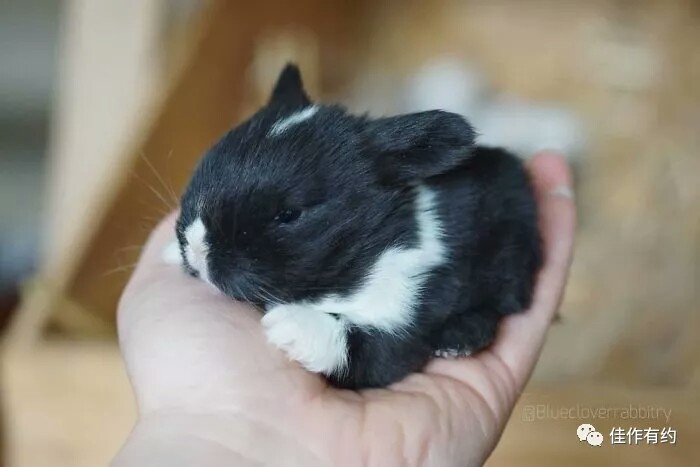 摄影欣赏 动物 兔子