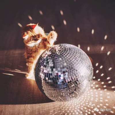 摄影欣赏 动物 喵星人 猫猫