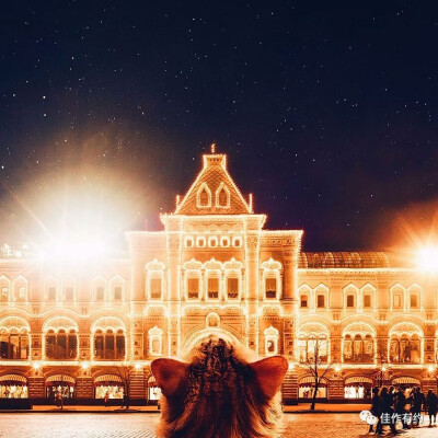 摄影欣赏 动物 喵星人 猫猫