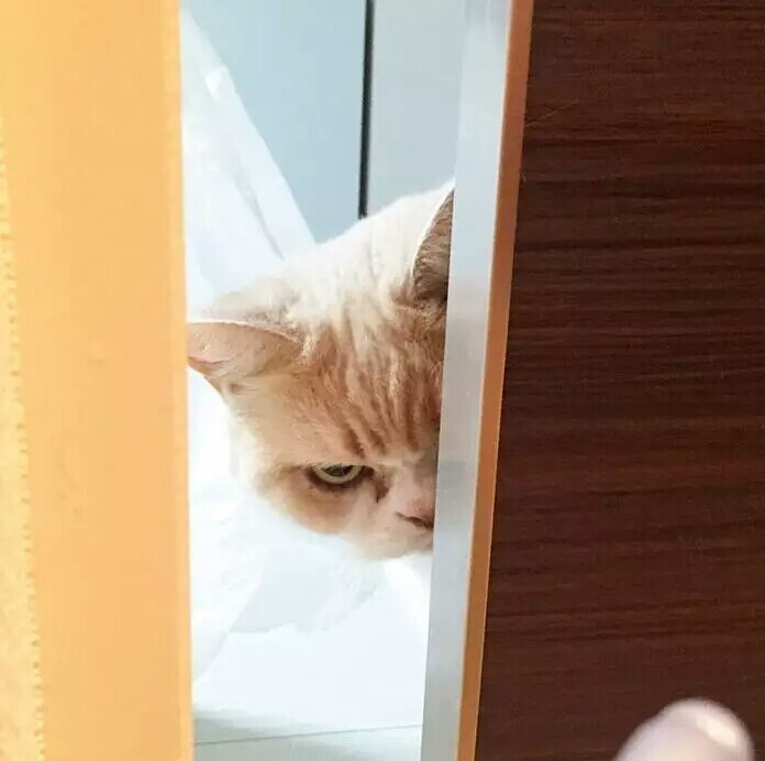 摄影欣赏 喵星人 猫猫 凶恶表情