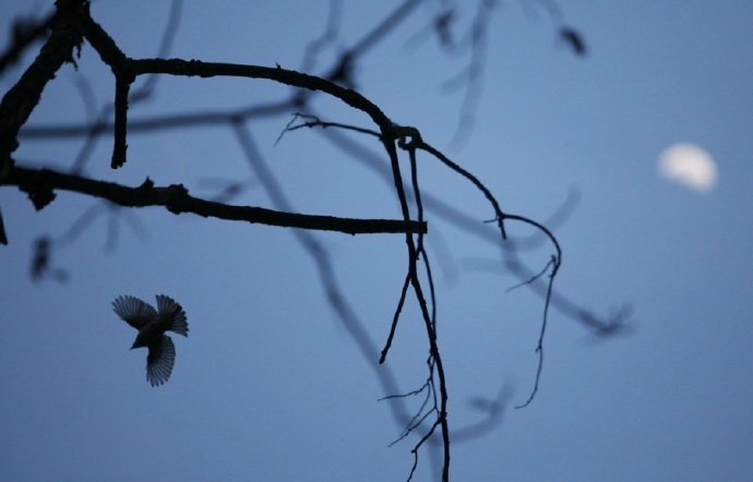 人闲桂花落，夜静春山空。月出惊山鸟，时鸣春涧中。------《鸟鸣涧》王维