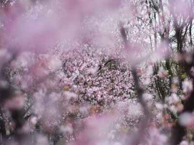 园楼春正归，入苑弄芳菲。密雨迎仙步，低云拂御衣。—— 李峤《春日游苑喜雨应诏》