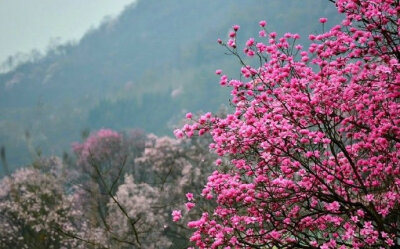 园楼春正归，入苑弄芳菲。密雨迎仙步，低云拂御衣。—— 李峤《春日游苑喜雨应诏》