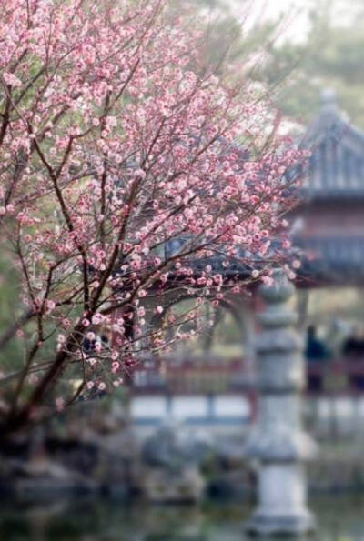 园楼春正归，入苑弄芳菲。密雨迎仙步，低云拂御衣。—— 李峤《春日游苑喜雨应诏》