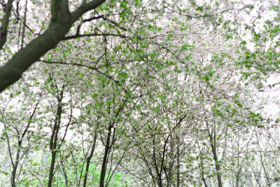 园楼春正归，入苑弄芳菲。密雨迎仙步，低云拂御衣。—— 李峤《春日游苑喜雨应诏》