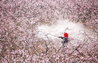 园楼春正归，入苑弄芳菲。密雨迎仙步，低云拂御衣。—— 李峤《春日游苑喜雨应诏》