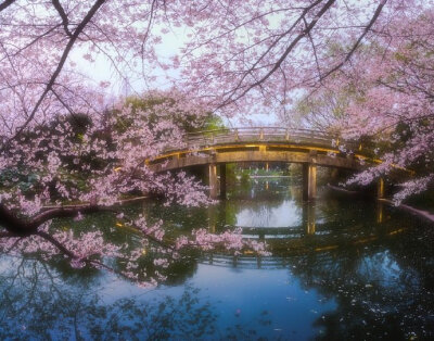 园楼春正归，入苑弄芳菲。密雨迎仙步，低云拂御衣。—— 李峤《春日游苑喜雨应诏》