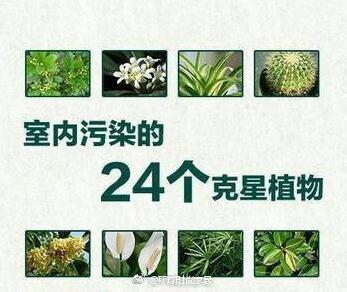 24个室内污染的克星植物，居家装修必备！