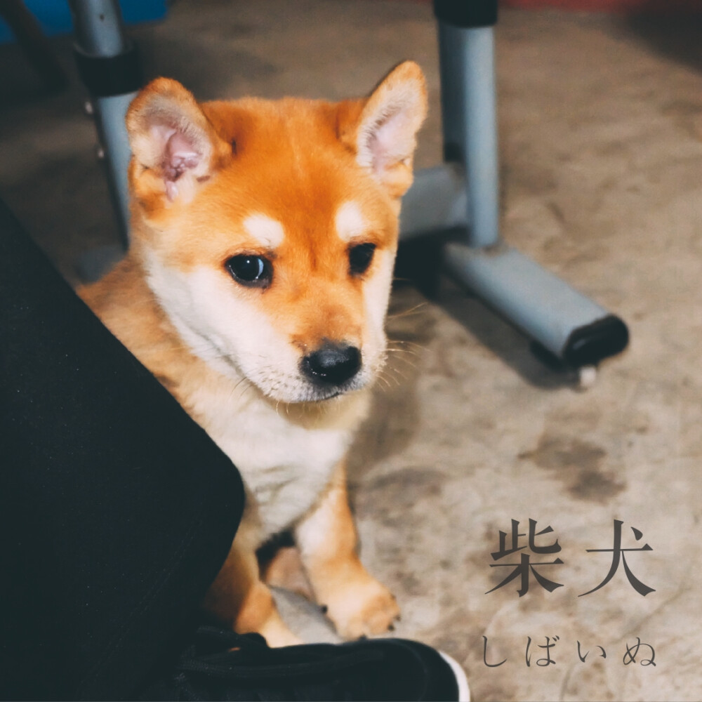 柴犬萌萌