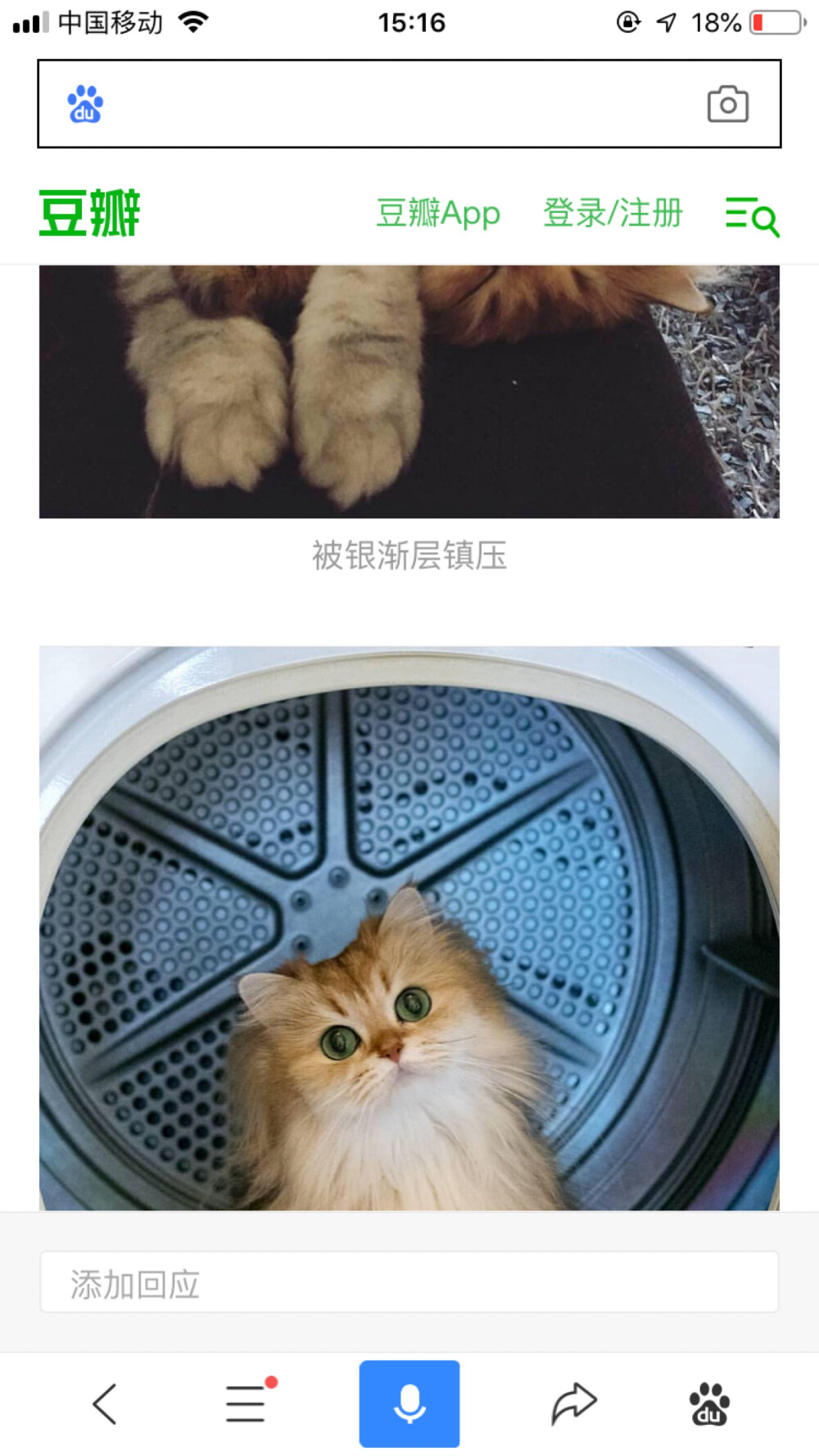 猫咪 喵星人 金渐层 金吉拉