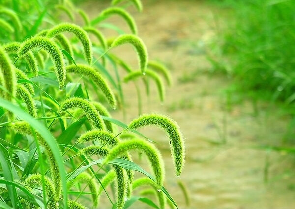 在生命的道路上，总有那么些人在你仰望天空的时候，不小心的踏入到你的生命轨迹上，然后头也不回的再次远去；而有些人，会在陪伴你一段时光后也悄然隐匿到人生的茫茫荒野里。这时候，我们总会想念一些人或事，回忆过去会成为我们每个人心中一个美好的梦，但是我们却不知道，时间的风是强劲的，在吹过我们的同时，也把我们仅有的怀念带走了，也许那就是爱情。
狗尾巴草的爱情，总是在孤单的夜空下，安静的潜入梦里，悄然落幕。