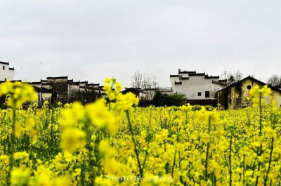 徽派建筑油菜花