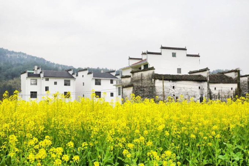 徽派建筑油菜花