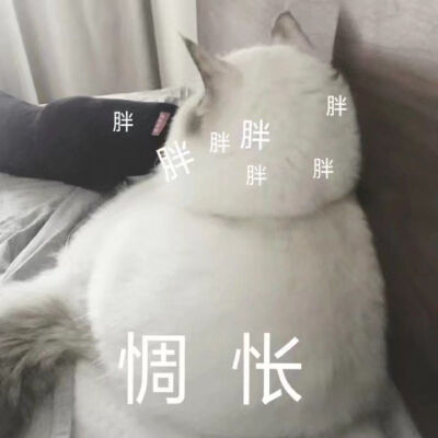 猫表情包