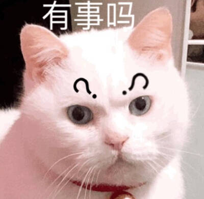 猫表情包