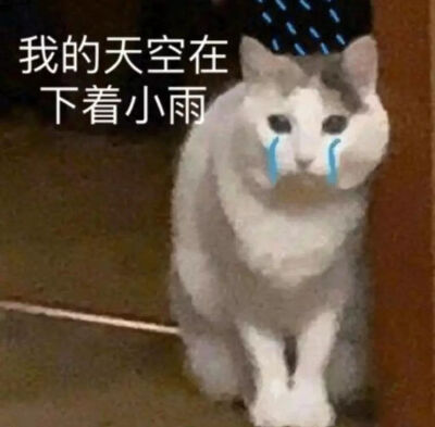 猫表情包