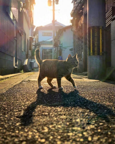 夕阳下的猫咪....by/FB/Erica Wu