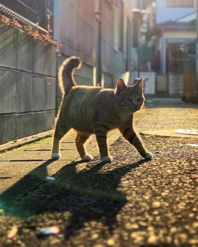 夕阳下的猫咪....by/FB/Erica Wu